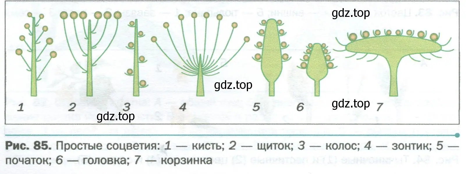 Пользуясь рисунками 84 и 85, определите тип соцветия