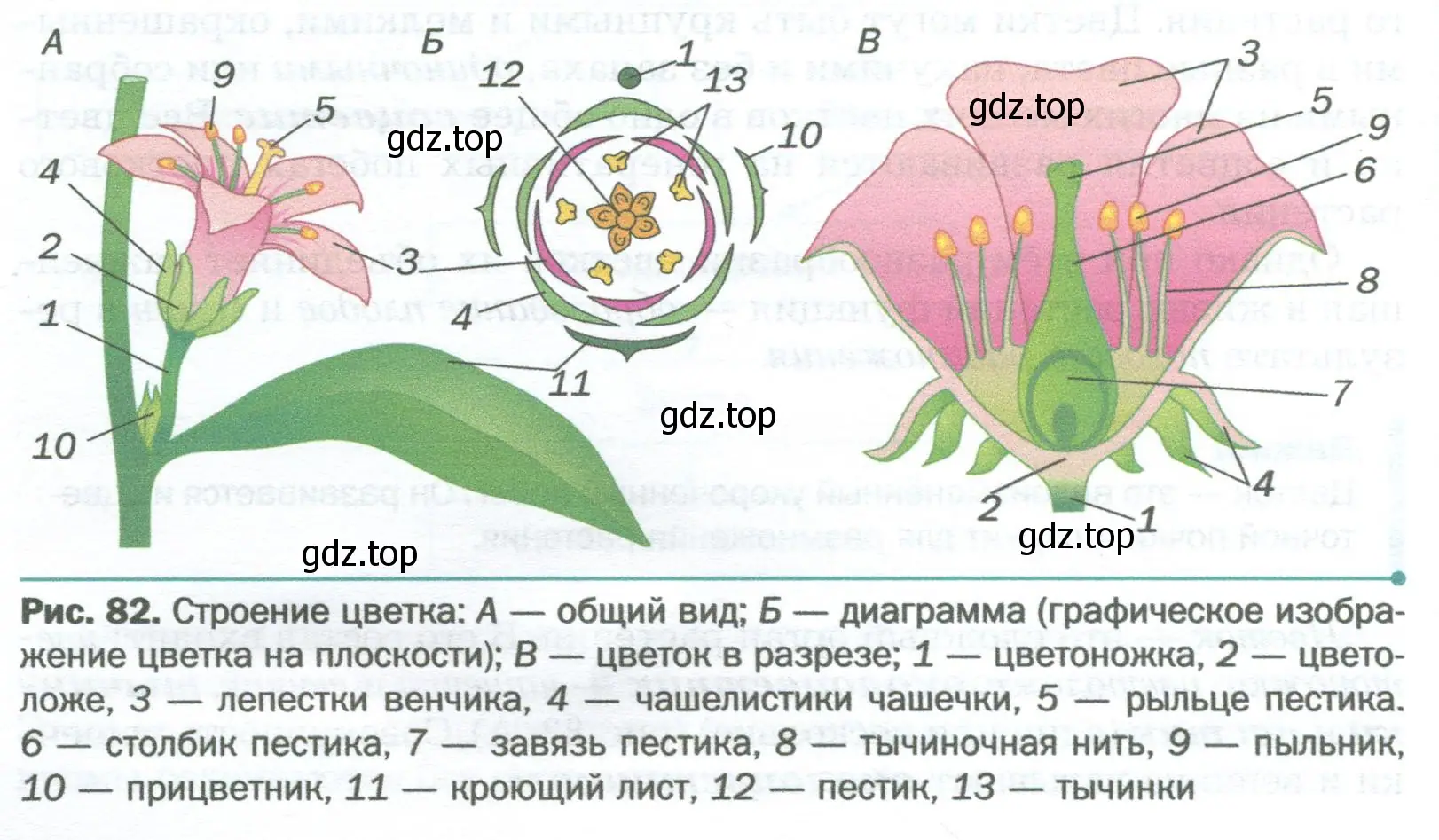 Внимательно рассмотрите строение цветка