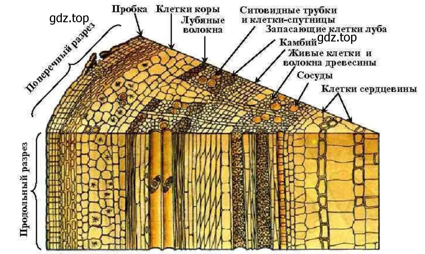 Сделайте продольный разрез стебля тополя