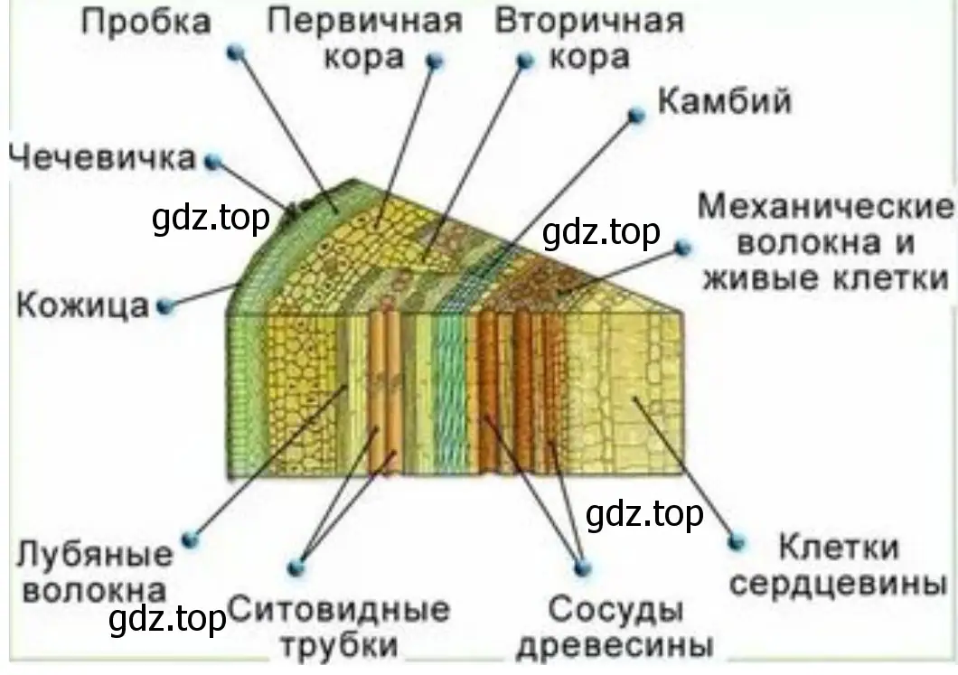 Нарисуйте схему поперечного строения стебля