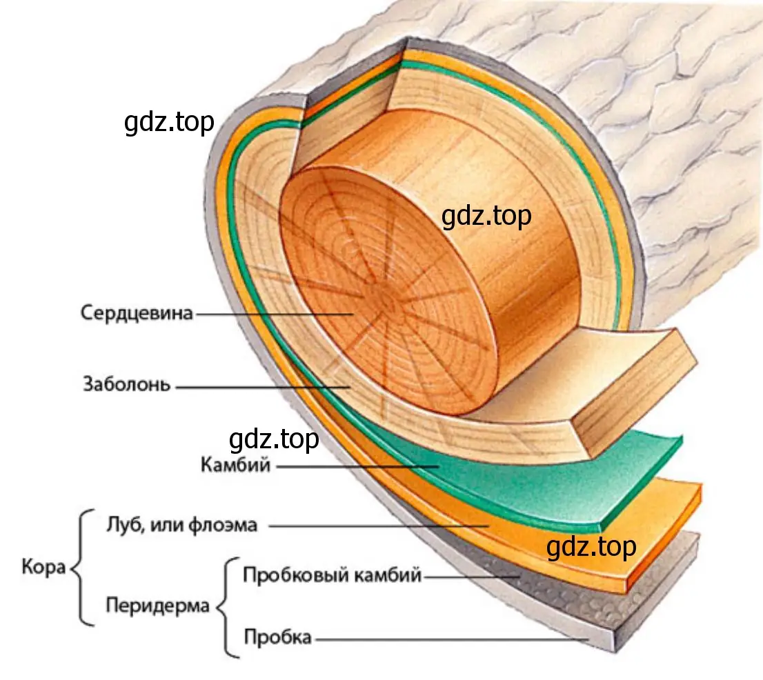 Расположение древесины и луба в стебле