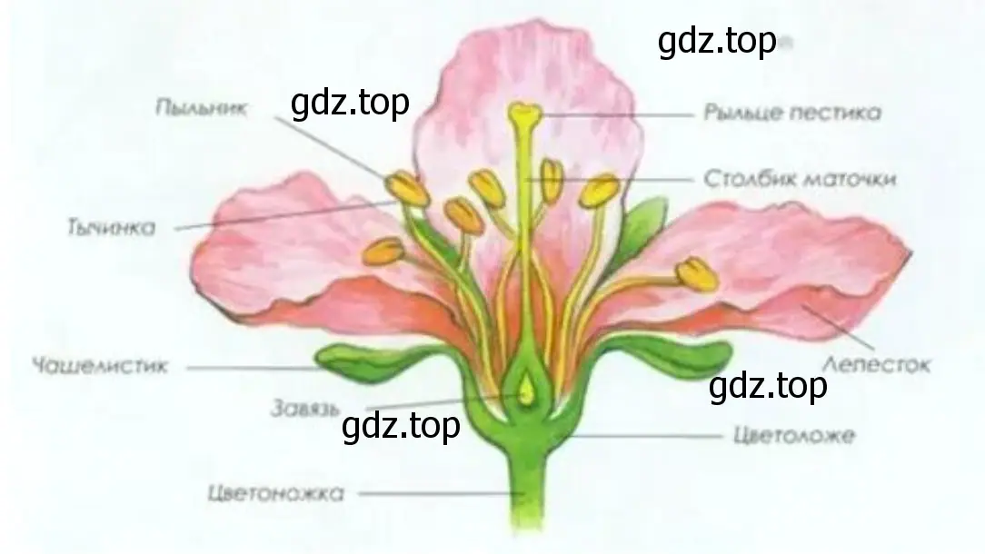 Внимательно рассмотрите строение цветка