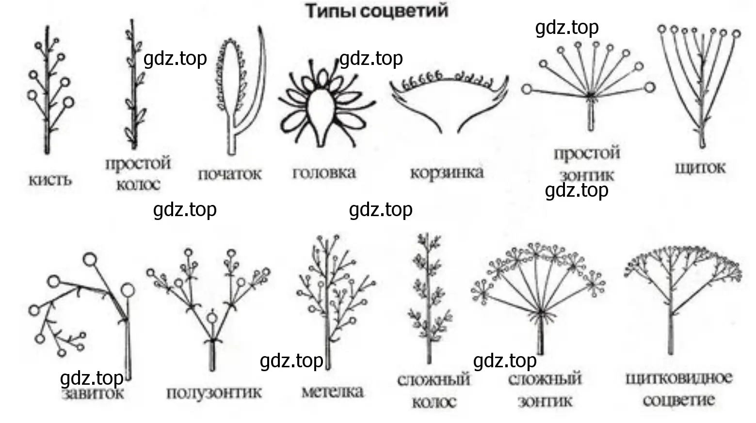 Зарисуйте соцветие в тетради, укажите название растения