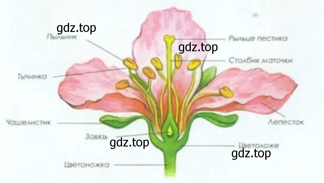 Внимательно рассмотрите строение цветка