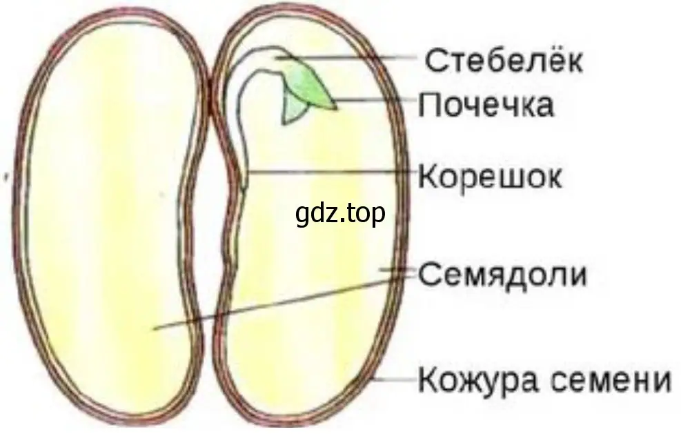 Зарисуйте семя и надпишите его части.