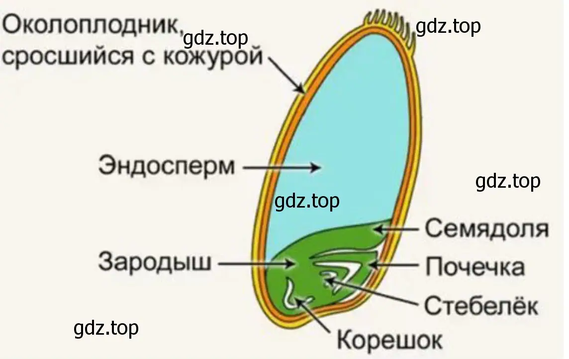 укажите основные отличия в строении семени однодольного растения