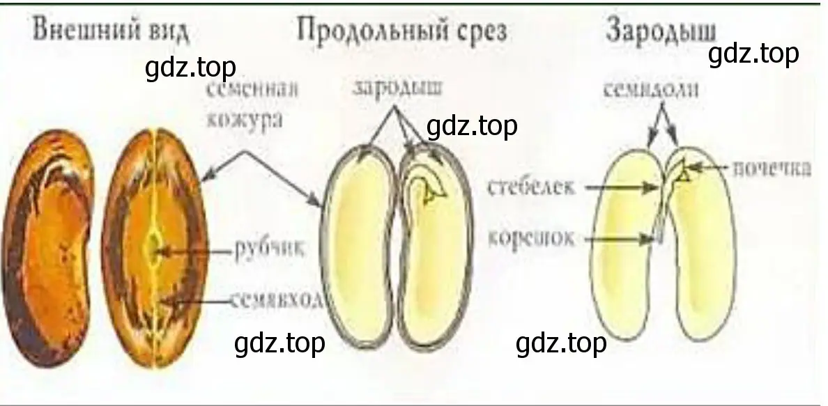 Строение семени фасоли