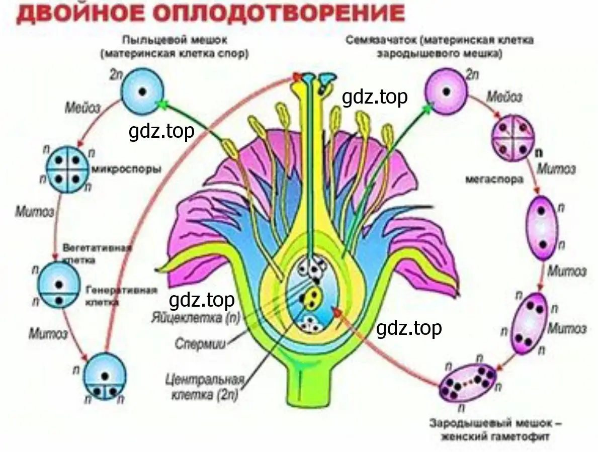 Создайте динамическую модель, имитирующую двойное оплодотворение у цветковых растений