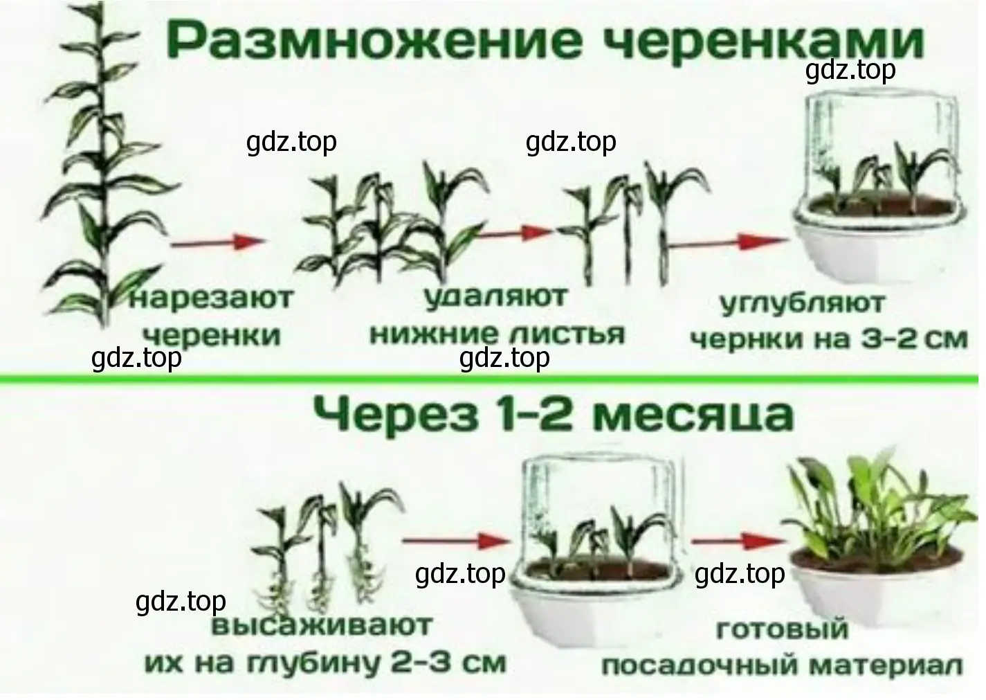 Разработка эксперимента по вегетативному размножению комнатного растения