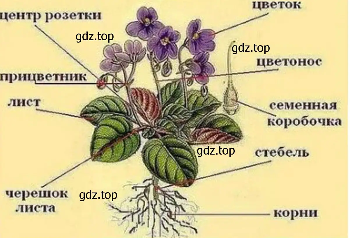 Строение сенполии