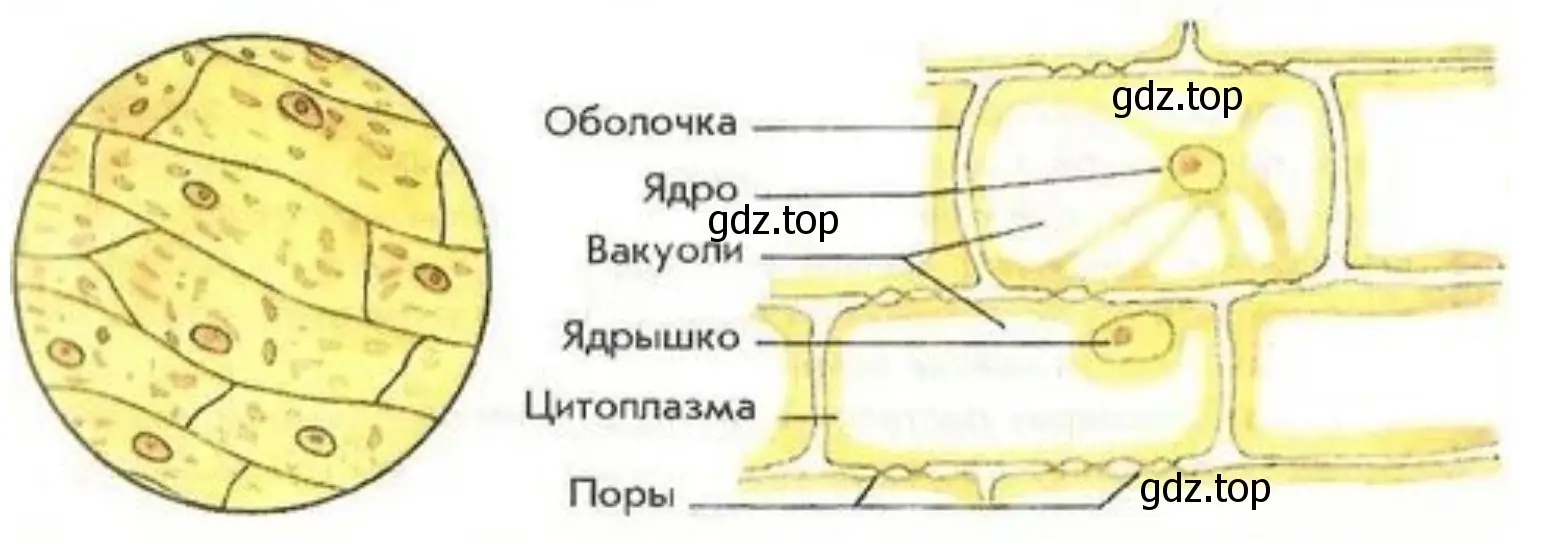 Зарисуйте в тетради клетки кожицы лука.