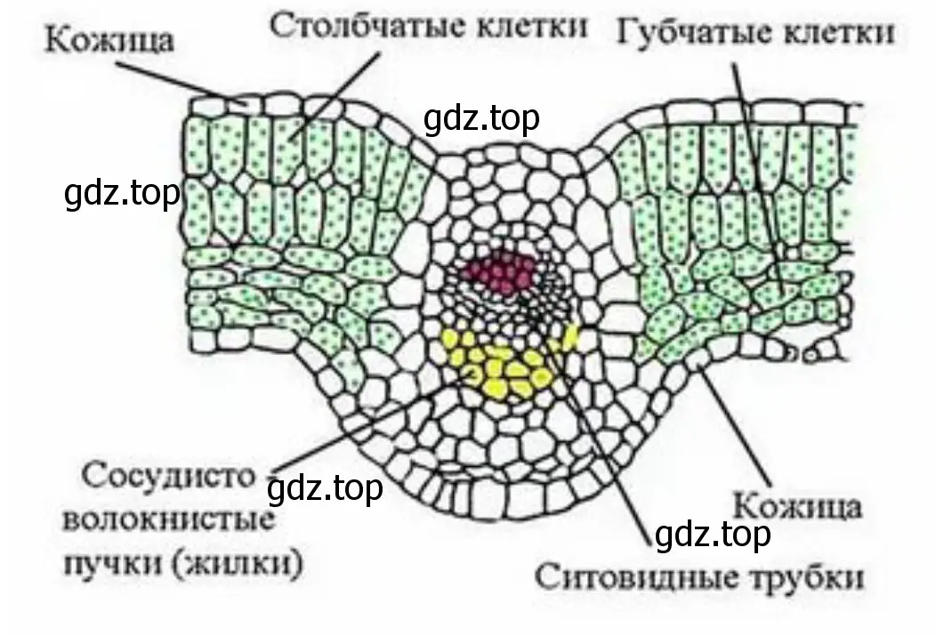 Сделайте рисунок поперечного среза листа