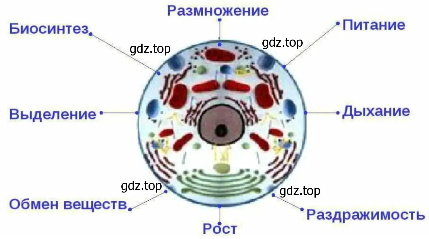 Обобщите информацию о клетке в виде схемы