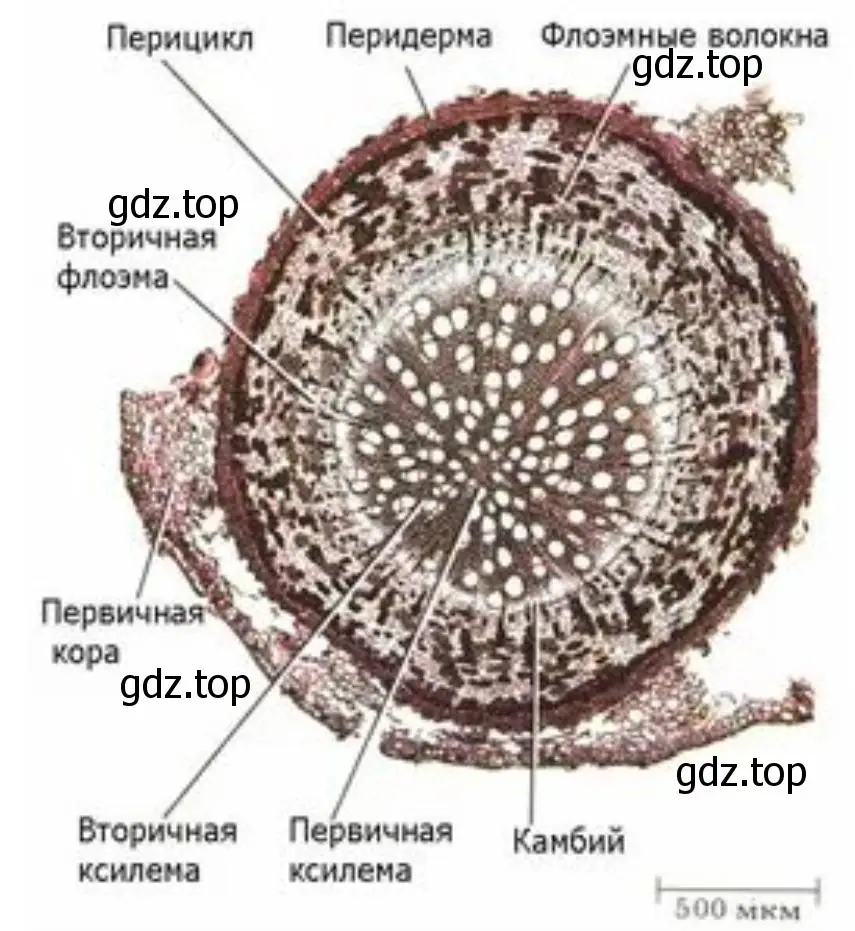 Рисунок