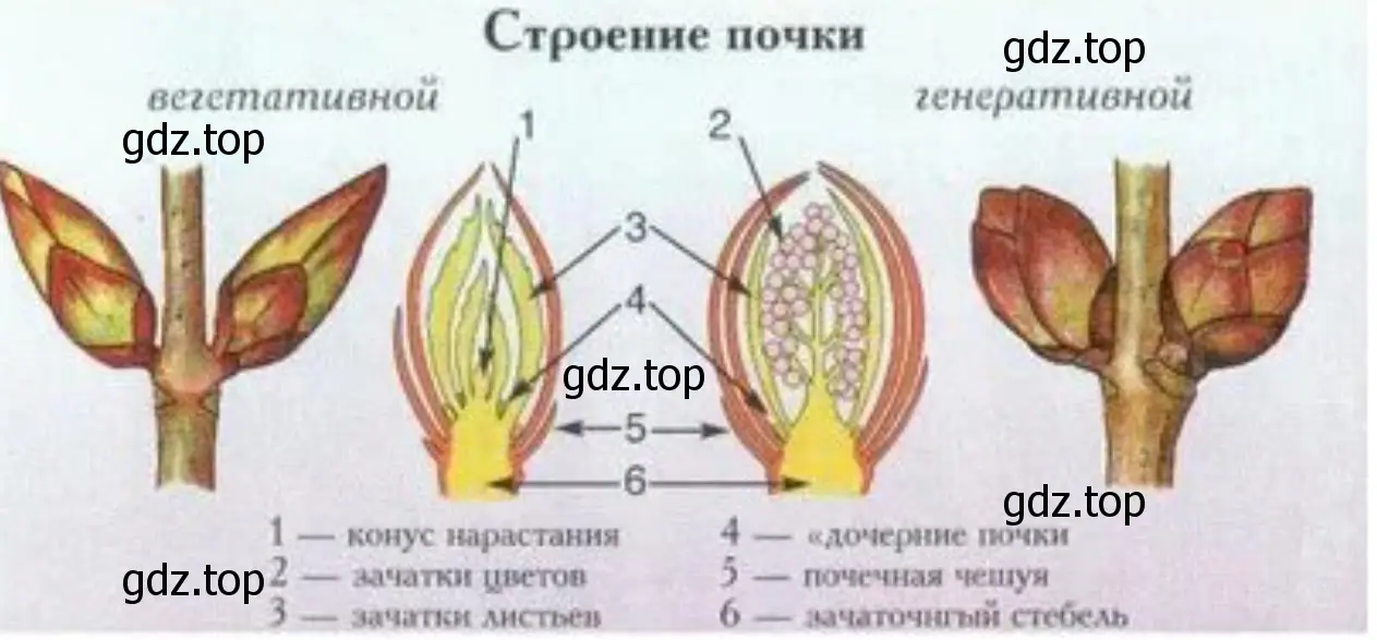 Сделайте схематические рисунки строения вегетативной и генеративной почек