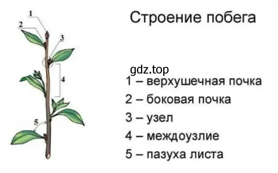 Проведите исследование строения побега