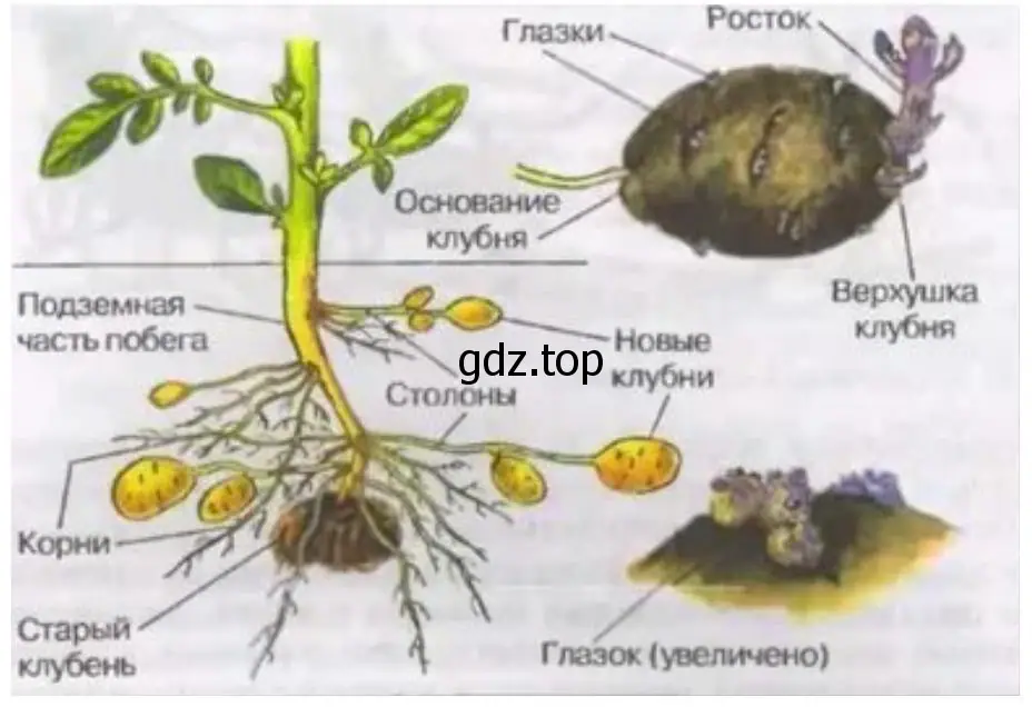 Рассмотрите клубень картофеля. Найдите его глазки