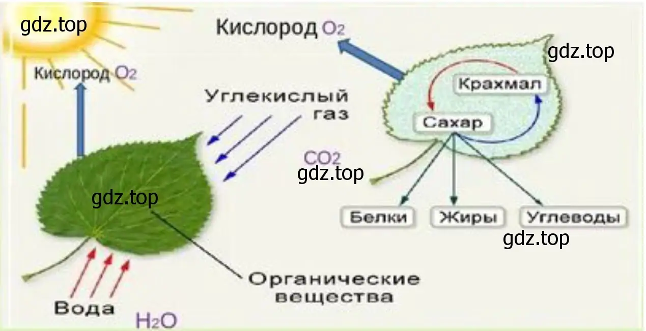 зависимость жизни многих обитателей Земли от процесса фотосинтеза