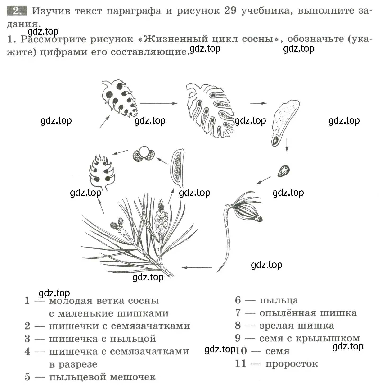 Условие номер 2 (страница 27) гдз по биологии 7 класс Пасечник, Суматохин, рабочая тетрадь