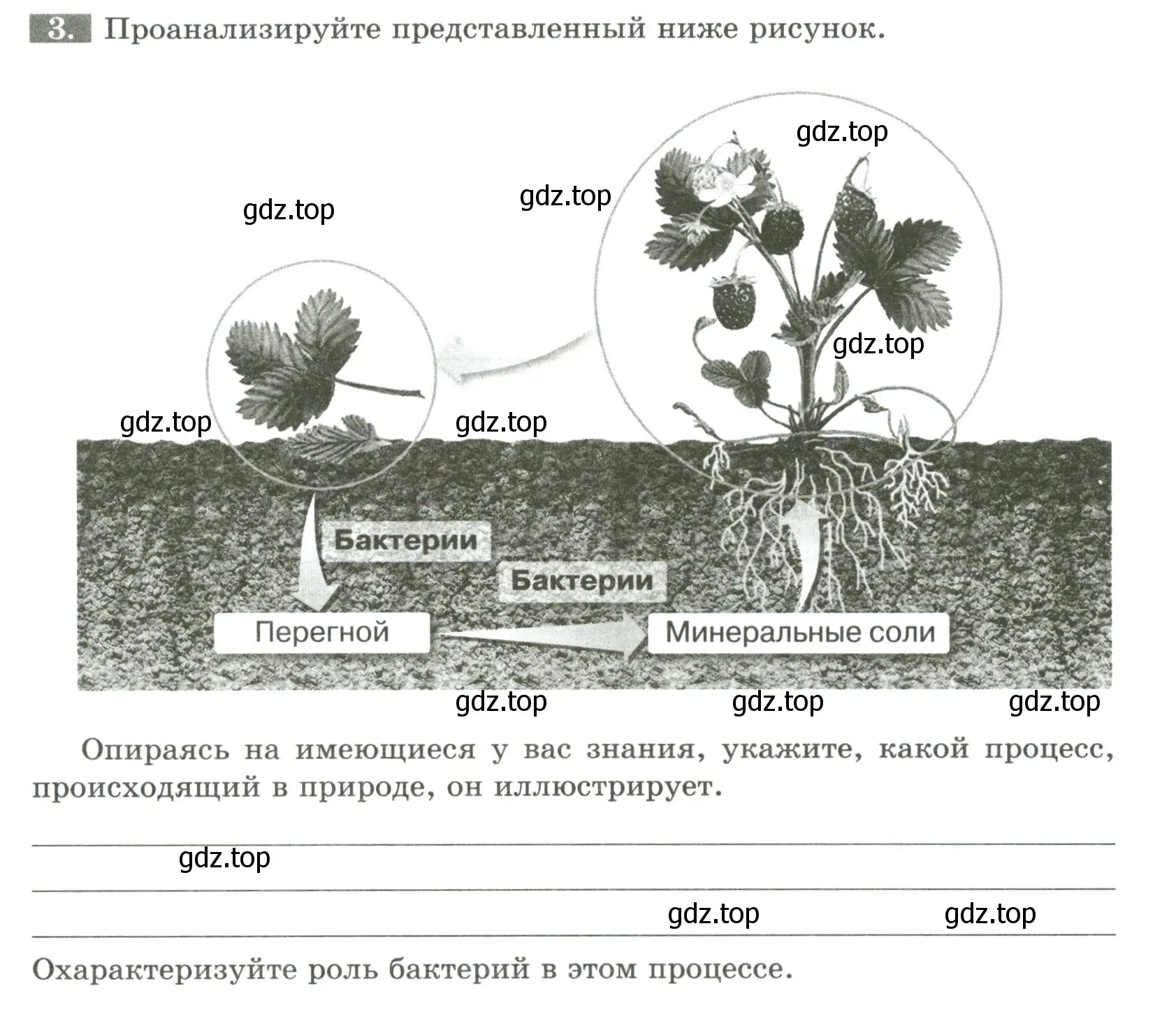 Условие номер 3 (страница 84) гдз по биологии 7 класс Пасечник, Суматохин, рабочая тетрадь