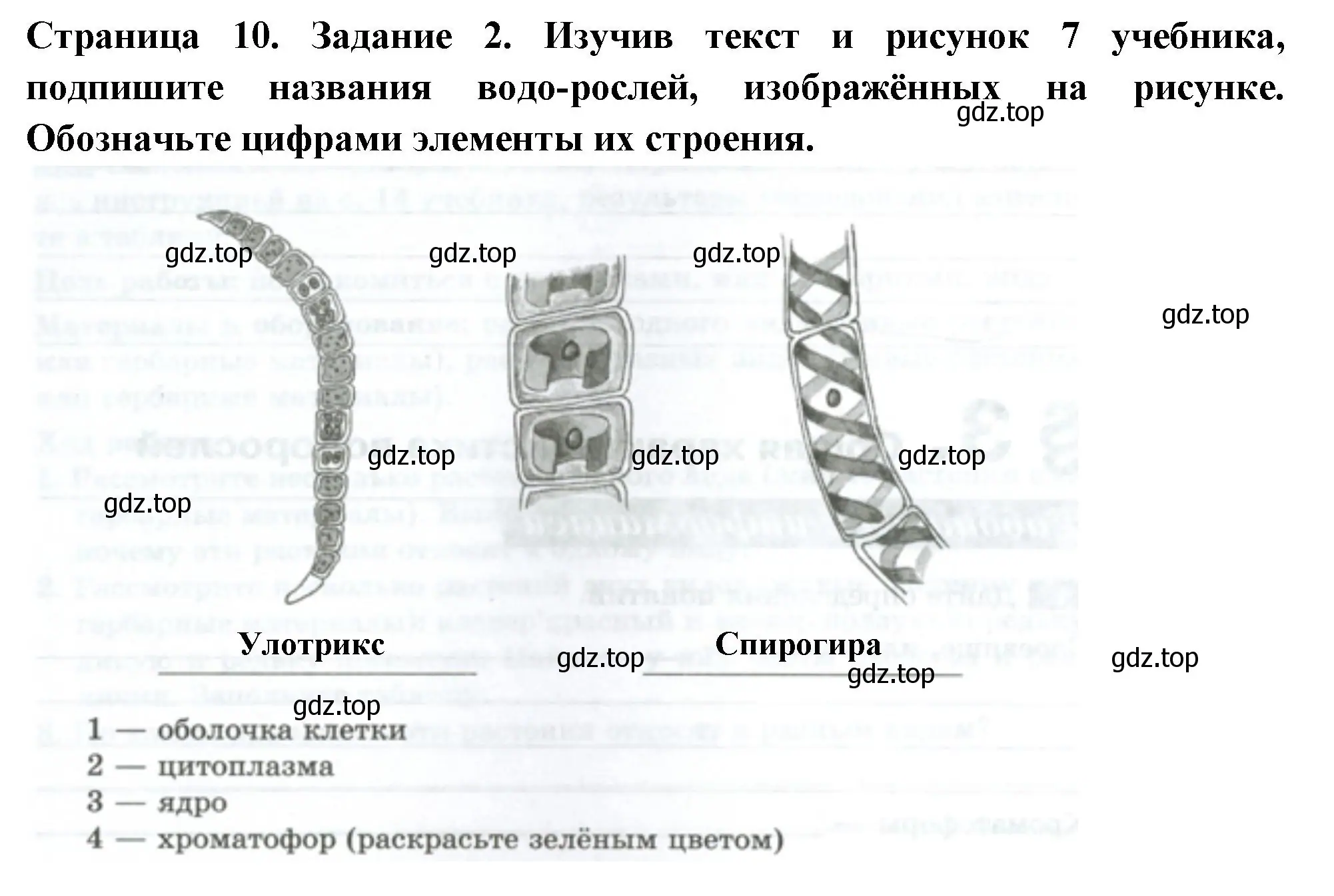 Решение номер 2 (страница 10) гдз по биологии 7 класс Пасечник, Суматохин, рабочая тетрадь