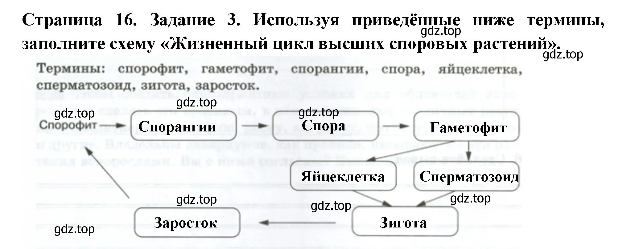 Решение номер 3 (страница 16) гдз по биологии 7 класс Пасечник, Суматохин, рабочая тетрадь