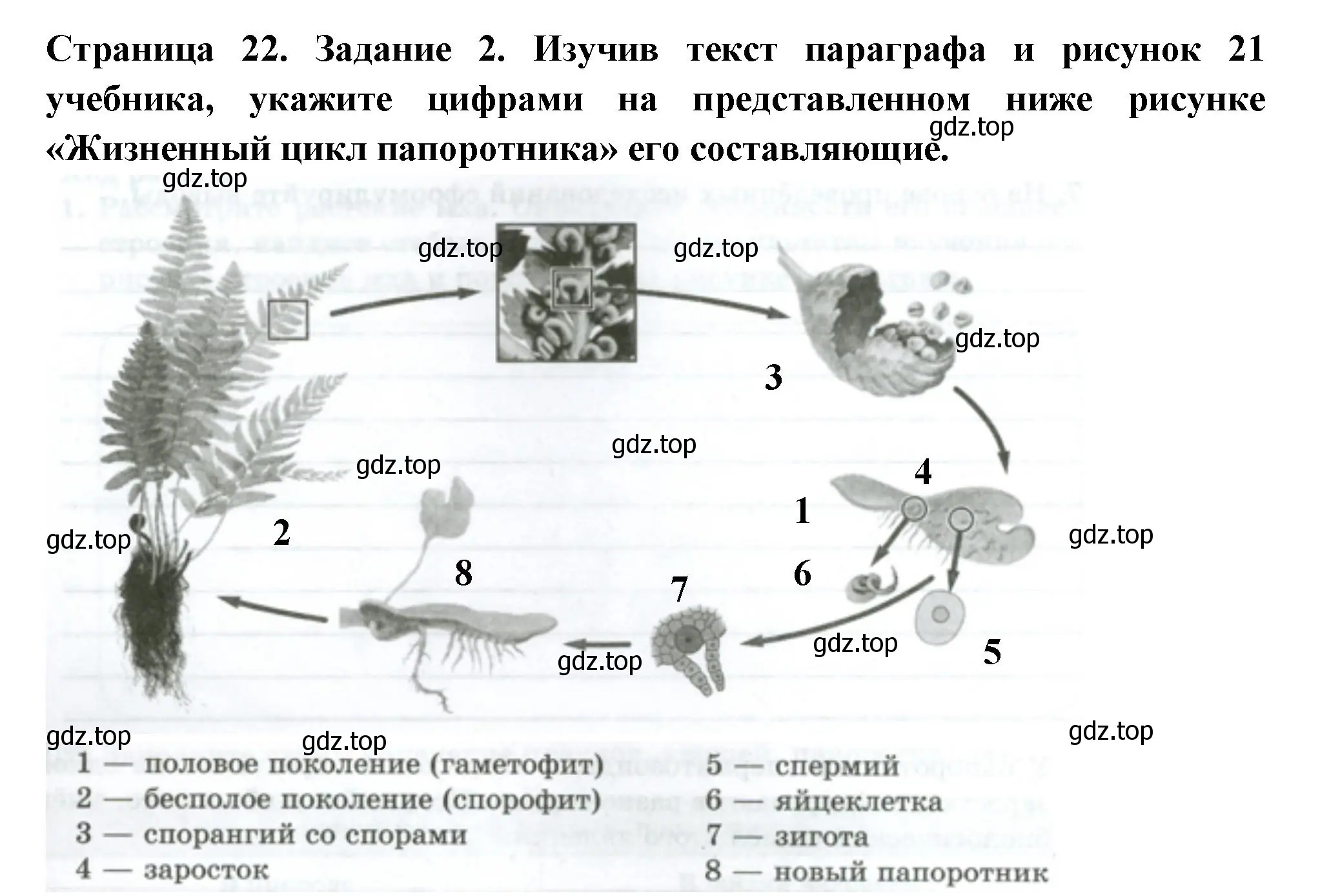 Решение номер 2 (страница 22) гдз по биологии 7 класс Пасечник, Суматохин, рабочая тетрадь