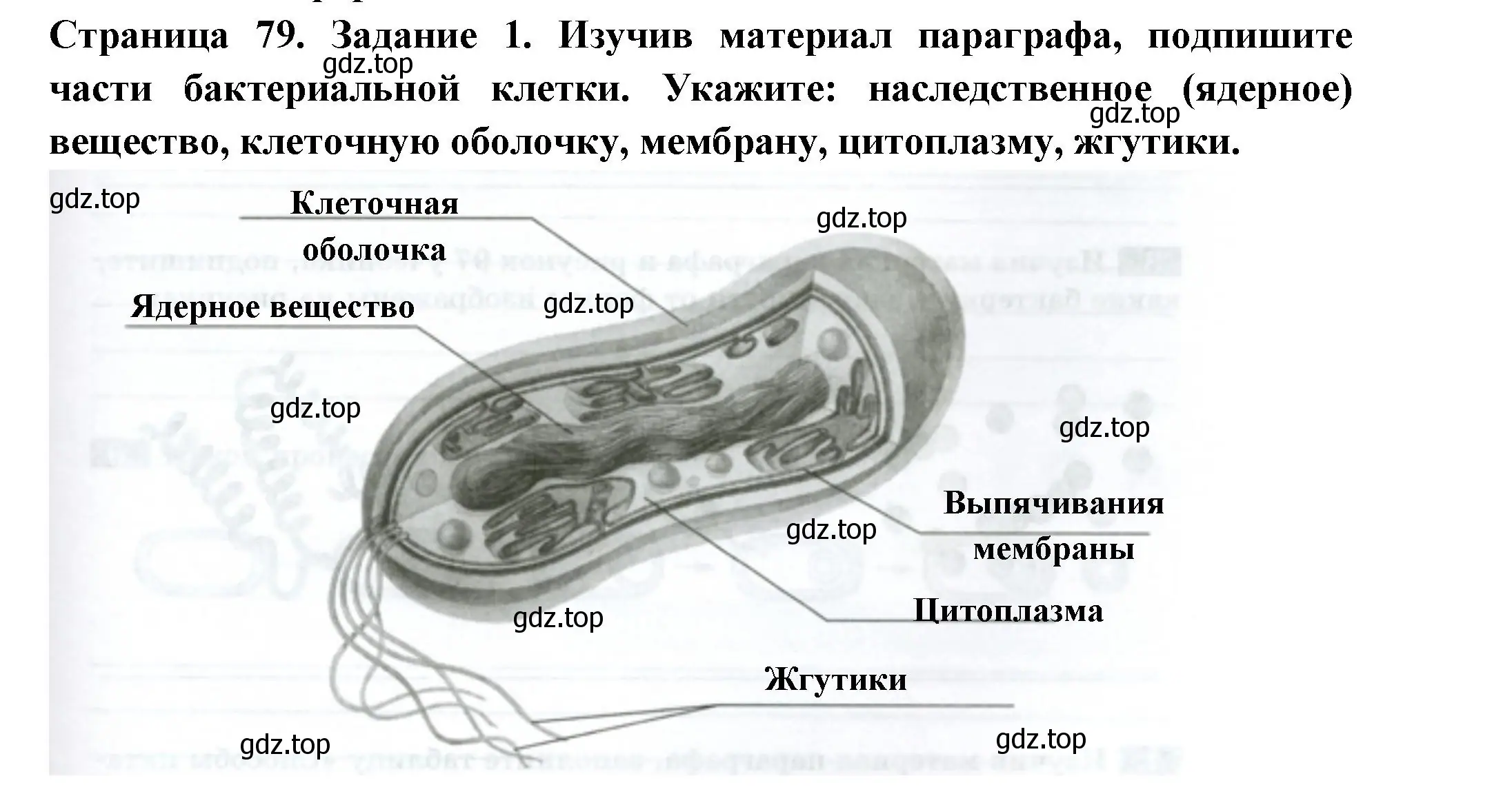 Решение номер 1 (страница 79) гдз по биологии 7 класс Пасечник, Суматохин, рабочая тетрадь