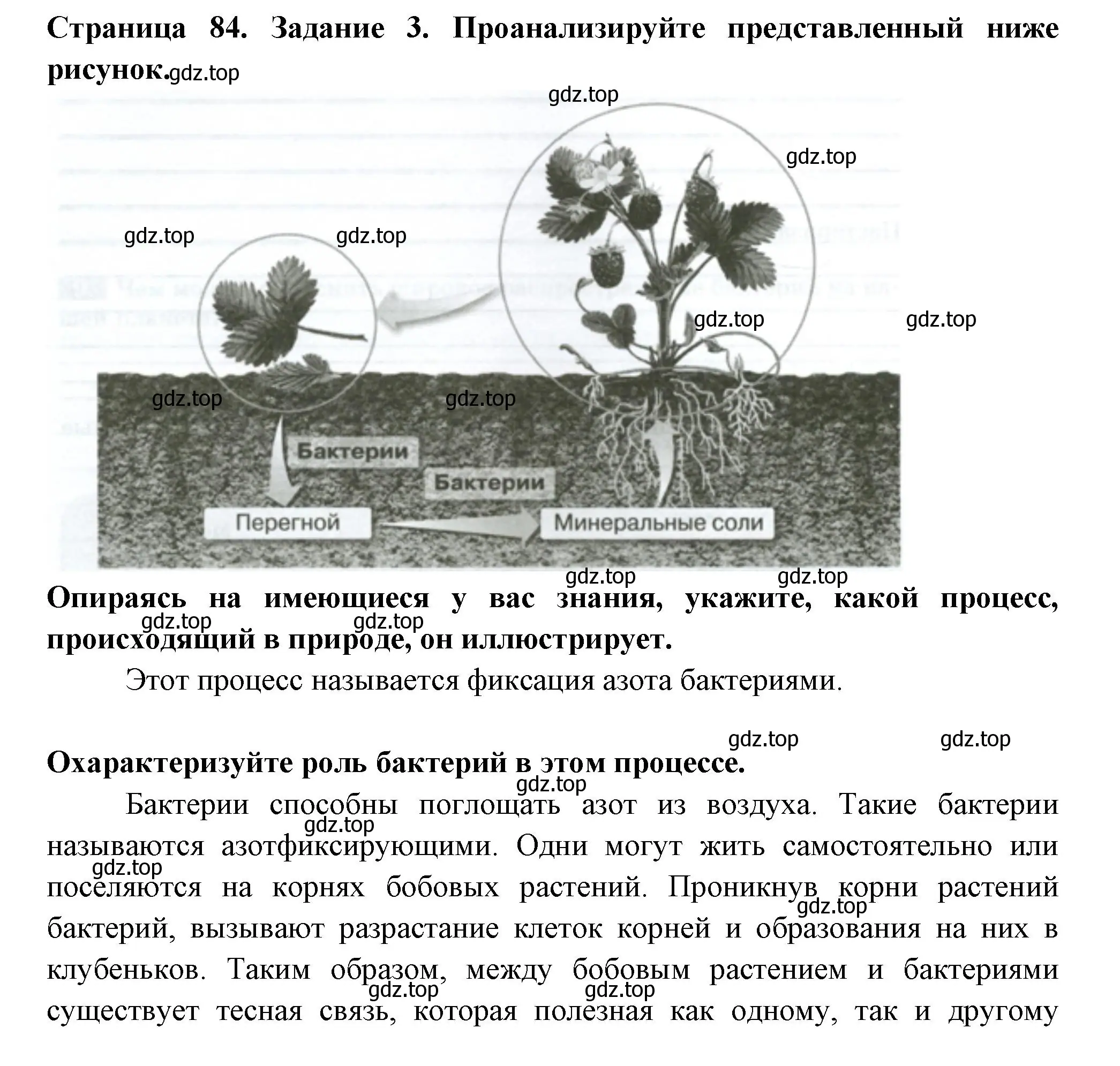 Решение номер 3 (страница 84) гдз по биологии 7 класс Пасечник, Суматохин, рабочая тетрадь