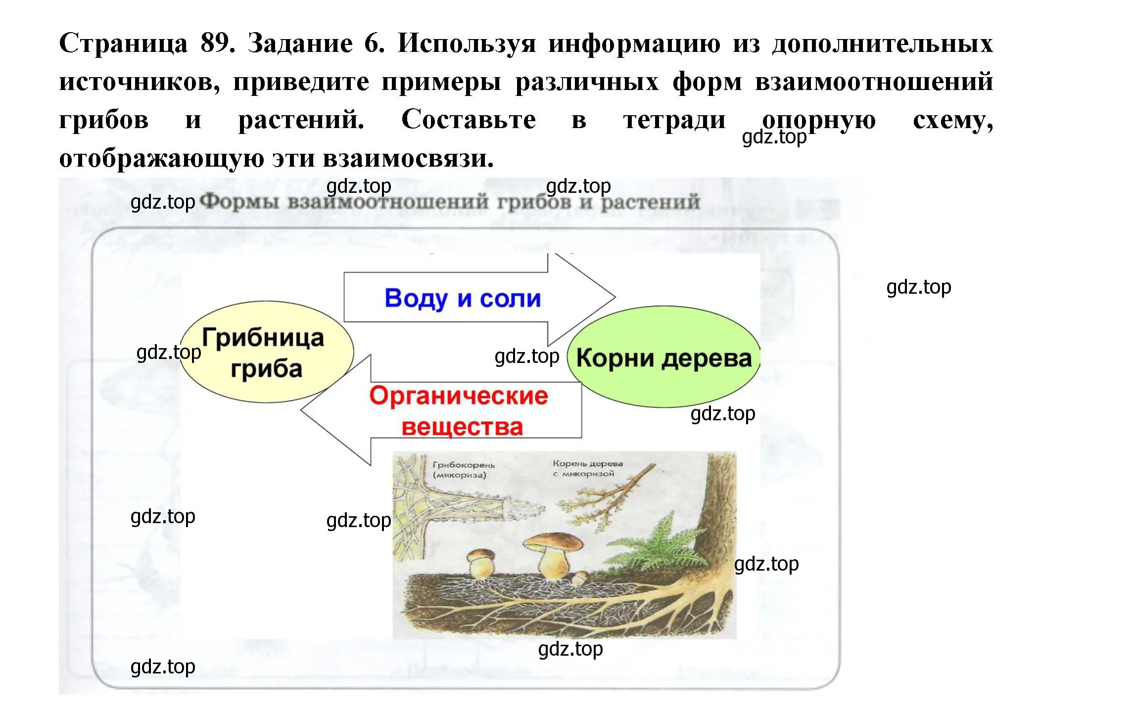 Решение номер 6 (страница 89) гдз по биологии 7 класс Пасечник, Суматохин, рабочая тетрадь