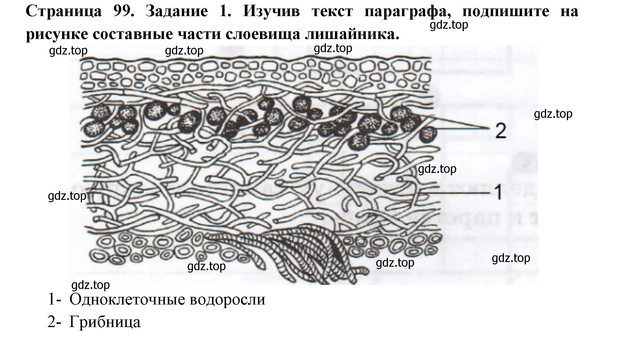 Решение номер 1 (страница 99) гдз по биологии 7 класс Пасечник, Суматохин, рабочая тетрадь