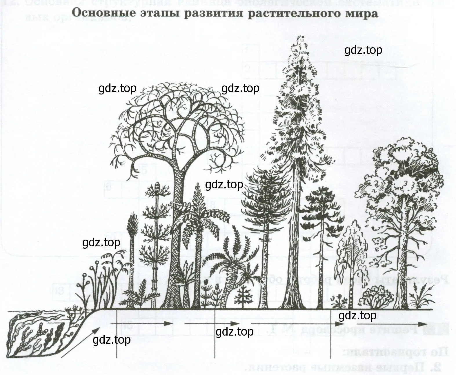 Основные этапы развития растительного мира