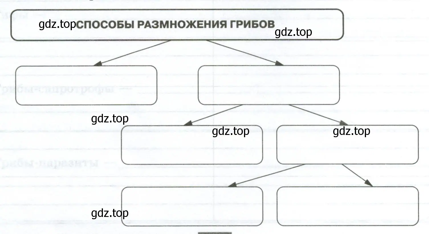 Способы размножения грибов