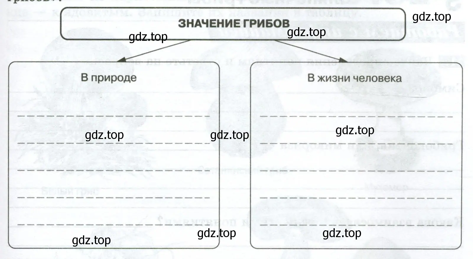 Схема «Значение грибов»