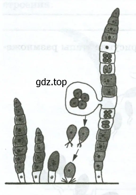 На рисунке показано бесполое размножение улотрикса