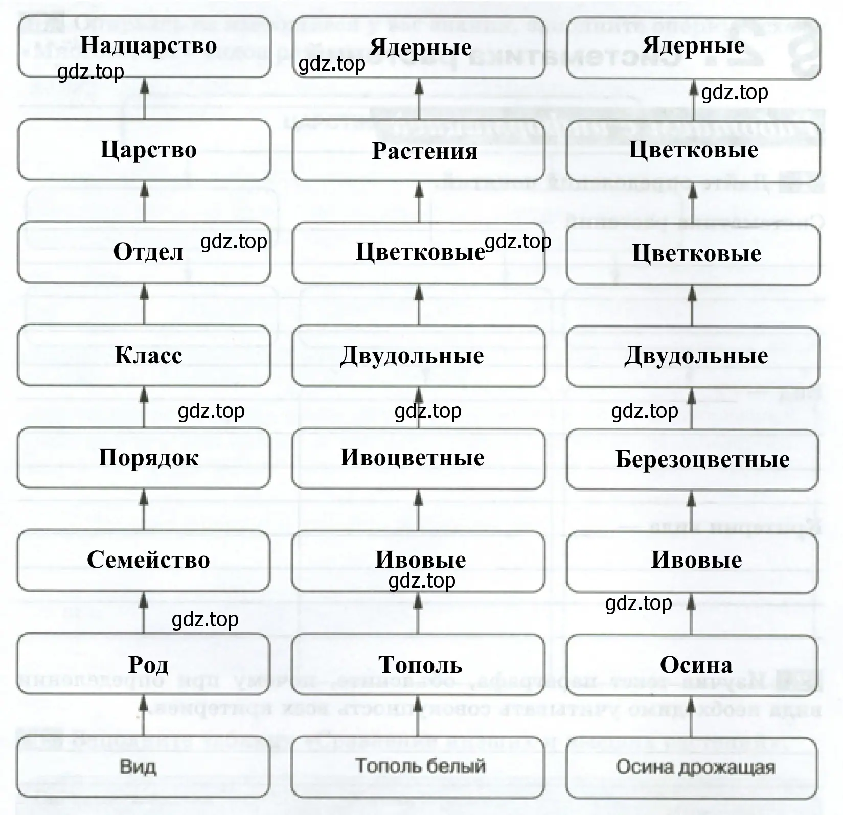 Схема «Соподчинение систематических групп, используемых при классификации растений»