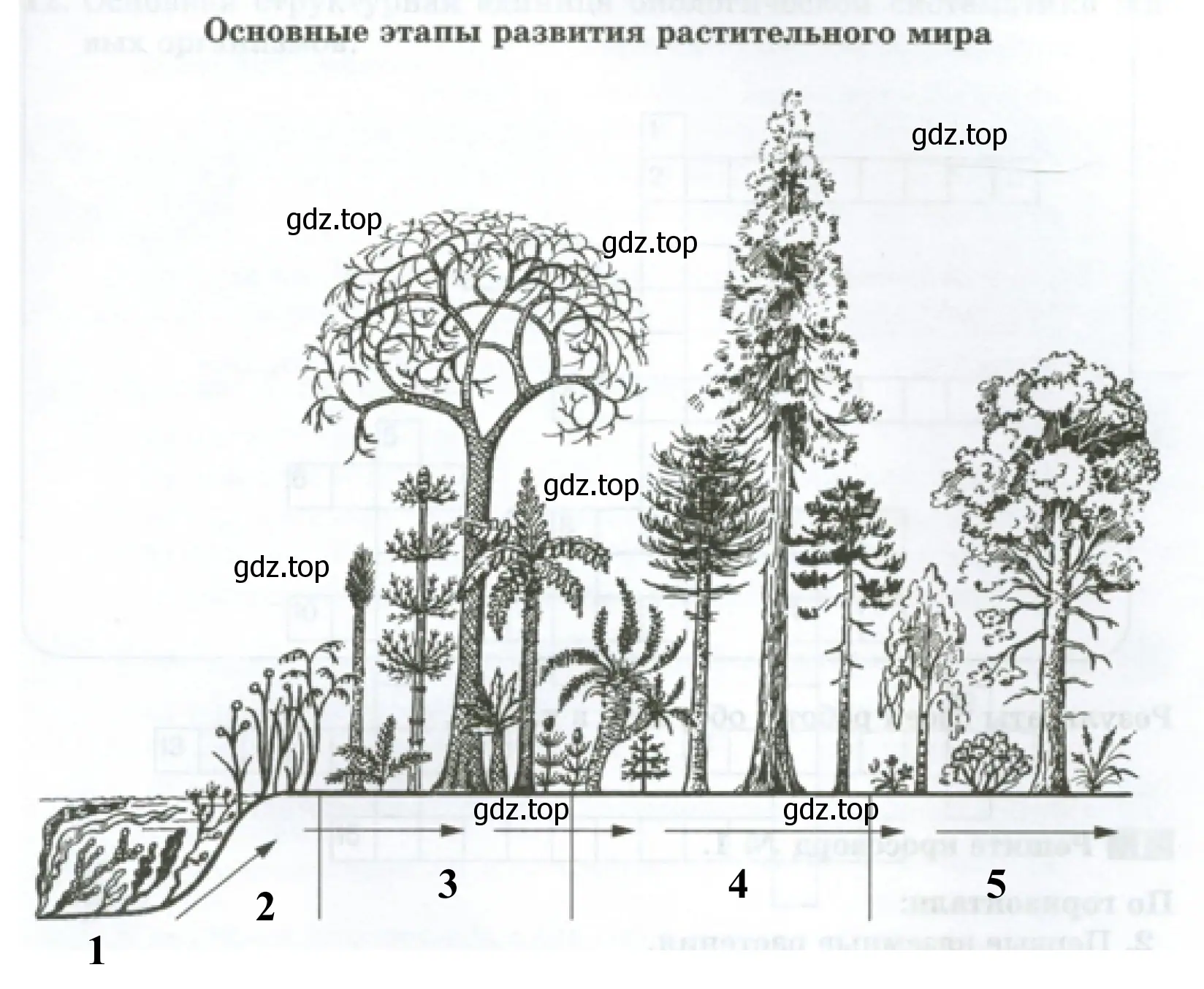 Основные этапы развития растительного мира