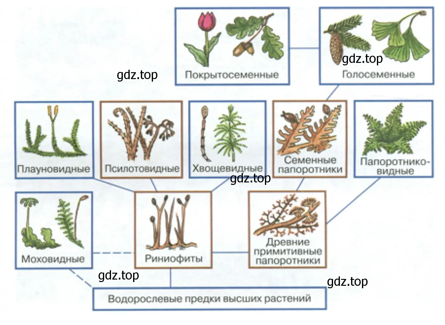 Происхождение и эволюция растений