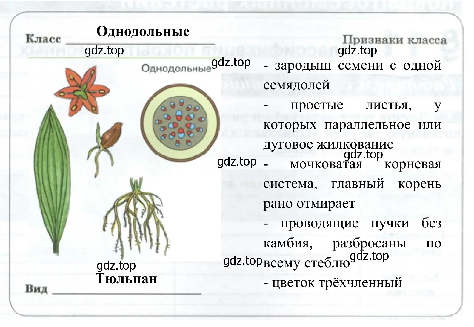 Однодольное растение - тюльпан и его признаки класса