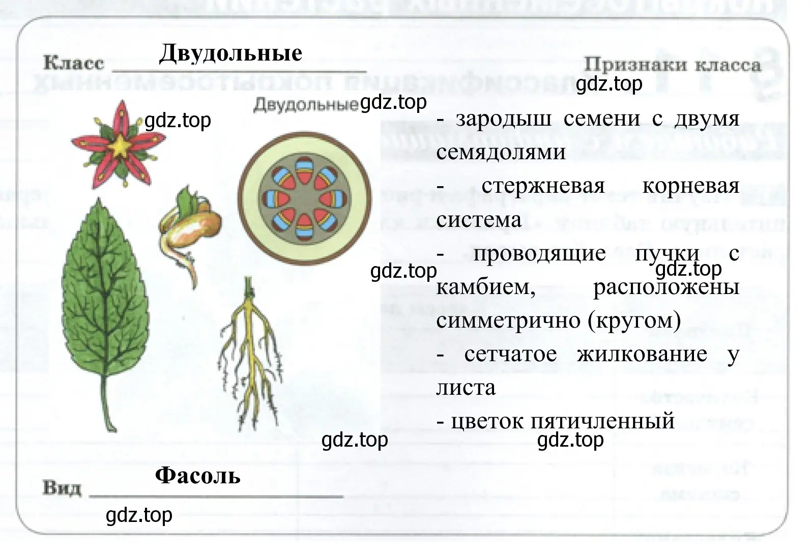 Двудольное растение - фасоль и его признаки класса