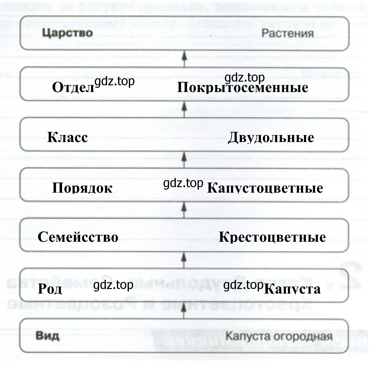 Систематическое положение вида Капусты огородной