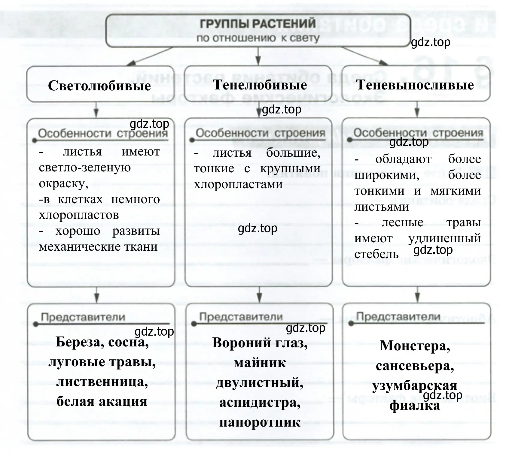 Схема «Группы растений по отношению к свету»