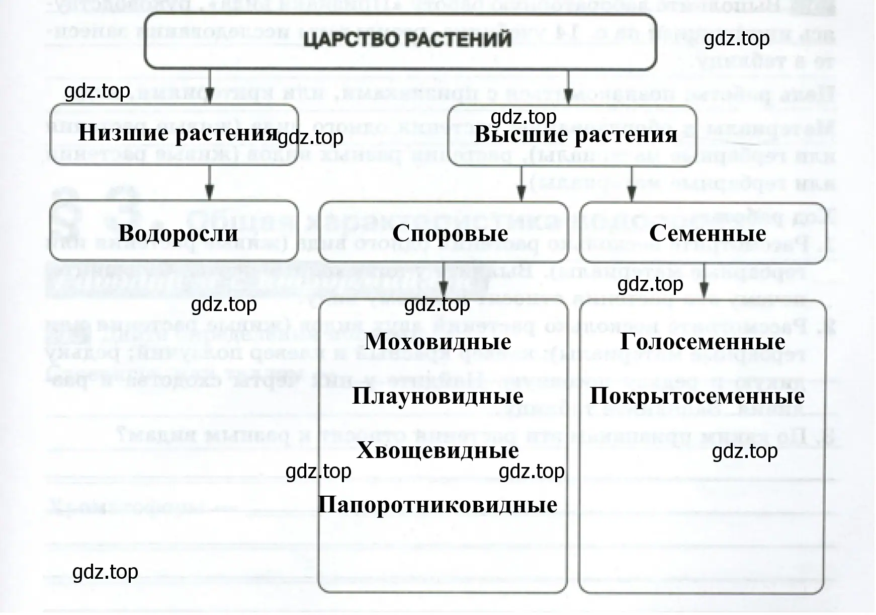 Схема «Многообразие видов растений»