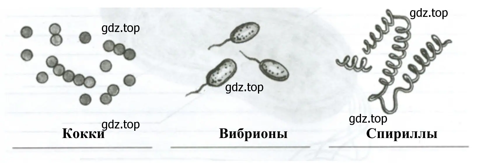 Бактерии в зависимости от формы: кокки, вибрионы, спириллы