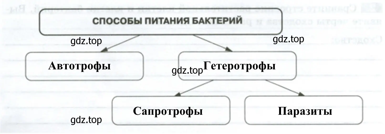 Способы питания бактерий