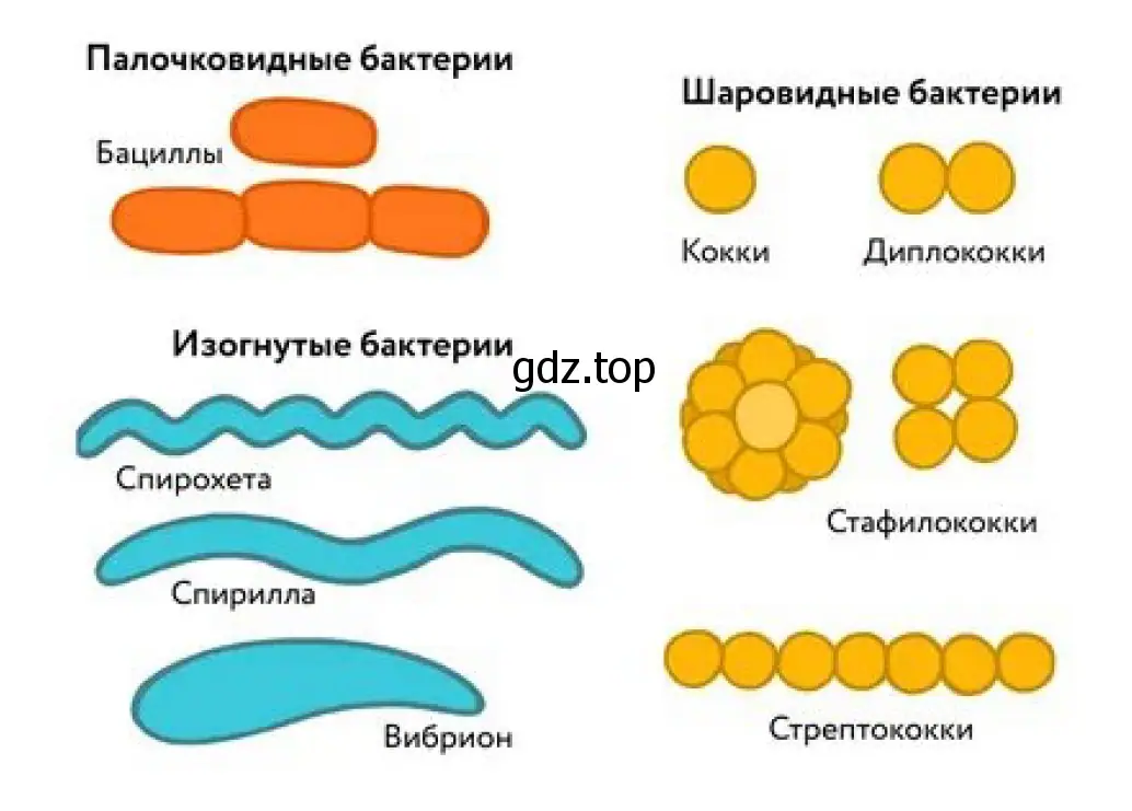 Бактерии бывают: палочковидные бактерии, изогнутые бактерии, шаровидные бактерии