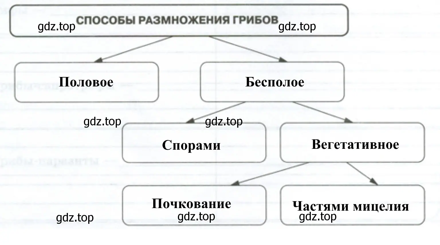 Способы размножения грибов