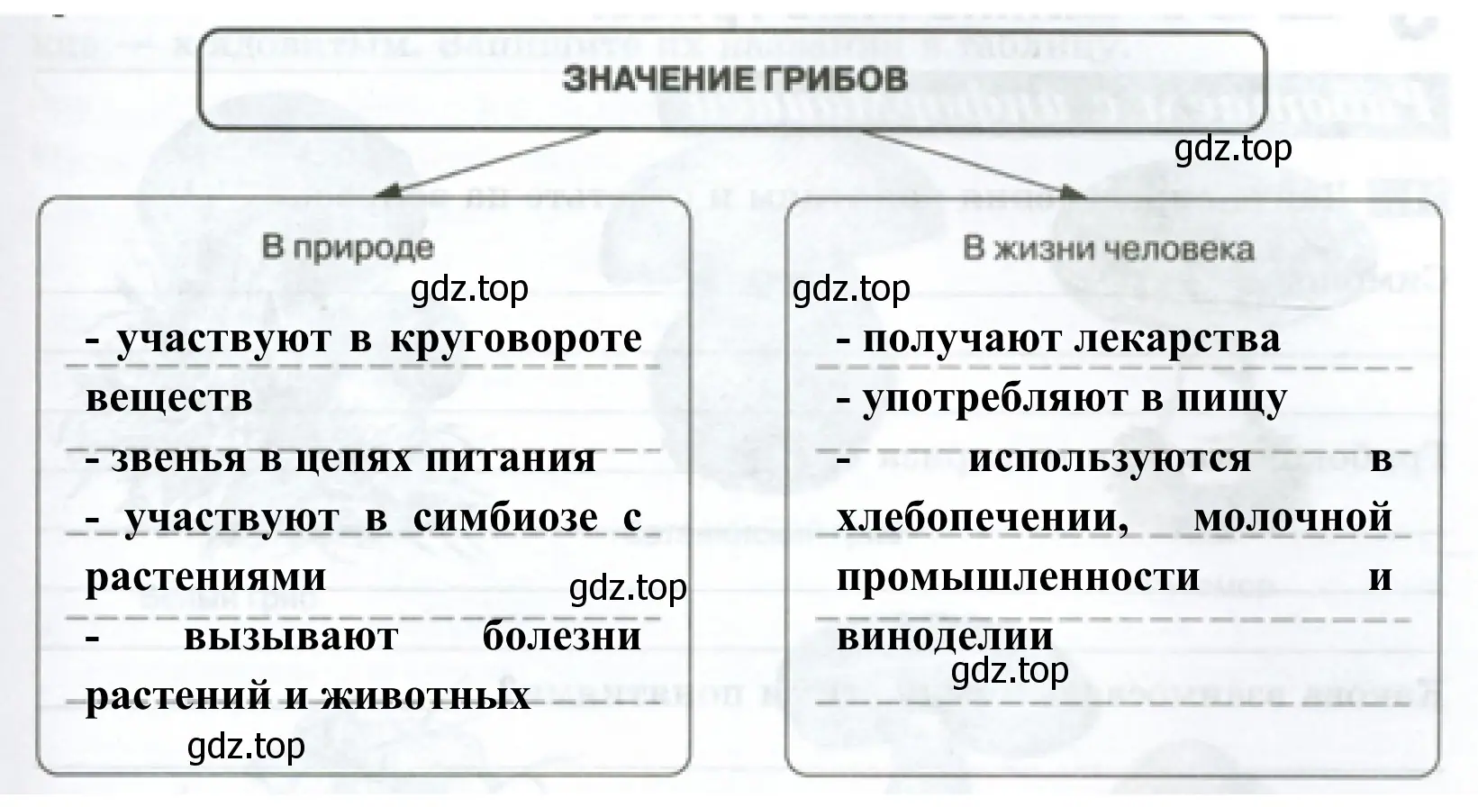 Схема «Значение грибов»