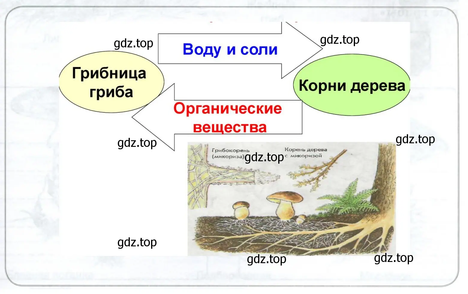 Формы взаимоотношений грибов и растений