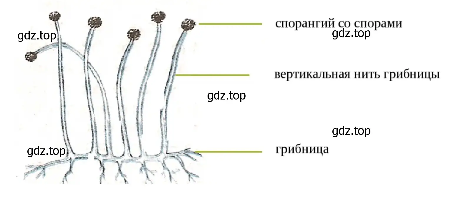 Строение гриба мукора